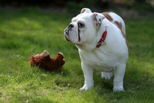 Amerikan Cinsi Köpekler Türleri ve Özellikleri