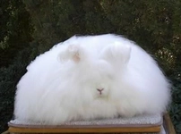 Büyümeyen Tavşan Cinsleri Türleri ve Özellikleri