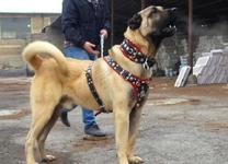 Kangal Cinsleri Türleri ve Özellikleri