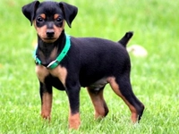 Pinçır Cinsi Köpek Türleri ve Özellikleri