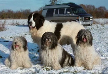 Çoban Köpeği Cinsleri Türleri ve Özellikleri