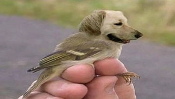 Kuş Cinsleri Türleri ve Özellikleri