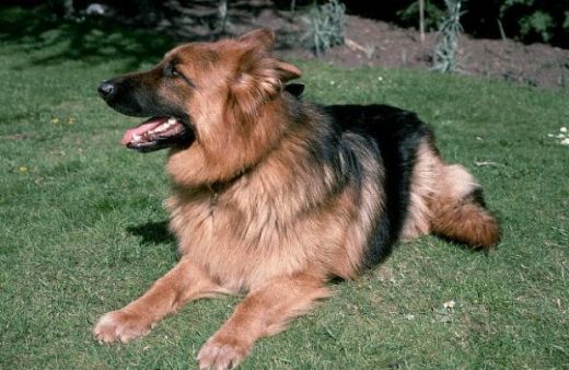 Alman Köpek Cinsleri Türleri ve Özellikleri