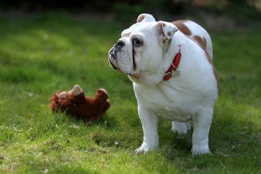 Amerikan Cinsi Köpekler Türleri ve Özellikleri