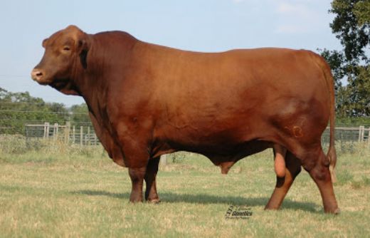 Angus Cinsi Sığır Türleri ve Özellikleri