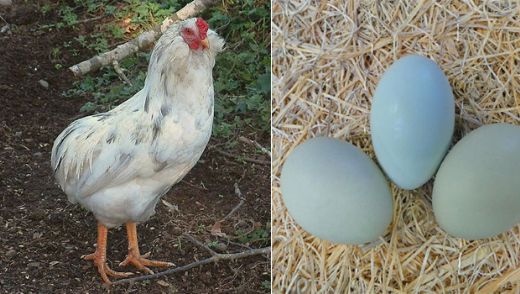 Araucanas Cinsi Tavuk Türleri ve Özellikleri