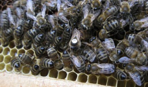 Arı Cinsleri Türleri ve Özellikleri