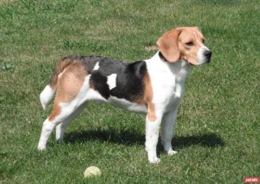 Beagle Cinsi Köpeklerin Karakter Yapısı