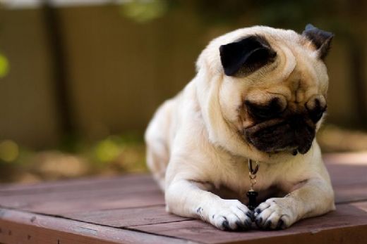 Büyümeyen Cins Köpekler Türleri ve Özellikleri