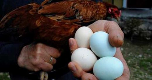 Cins Tavuk Yumurtası Türleri ve Özellikleri