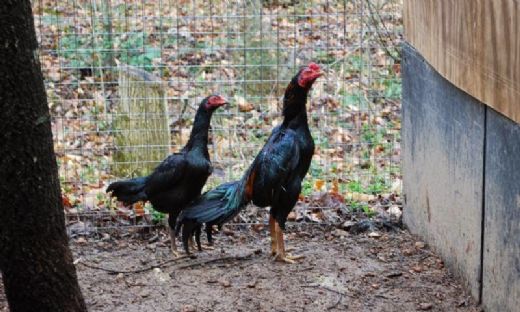 Dövüş Horozu Cinsleri Türleri ve Özellikleri