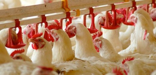 Etlik Tavuk Cinsleri Nelerdir?