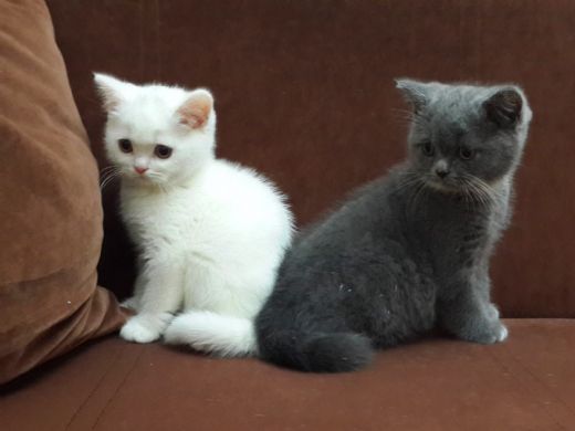 Evcil Kedi Cinsleri Türleri ve Özellikleri