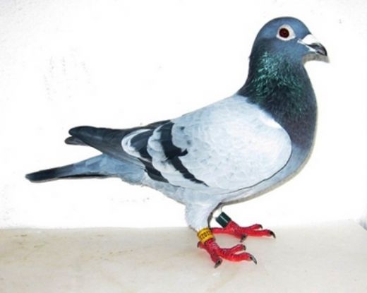 Güvercin Cinsleri Nelerdir?