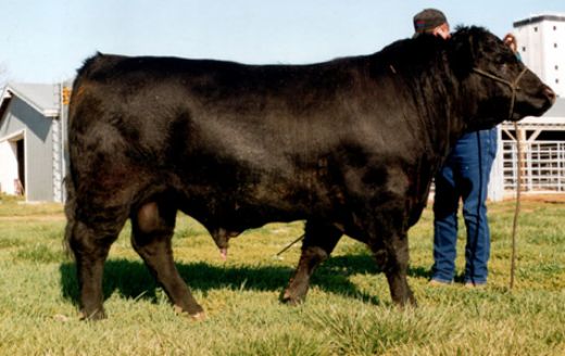 Hayvan Cinsleri Türleri ve Özellikleri