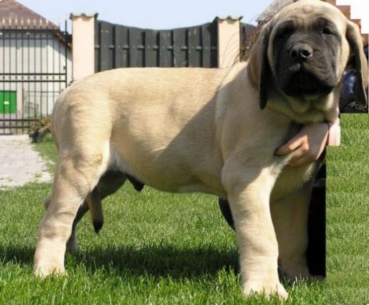 İri Köpek Cinsleri Türleri ve Özellikleri