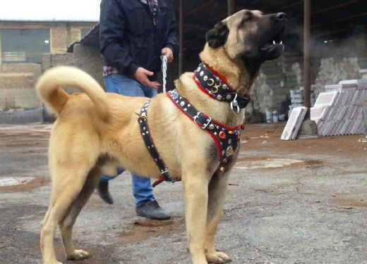 Kangal Cinsleri Türleri ve Özellikleri