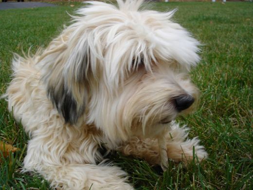 Kıvırcık Tüylü Köpek Cinsleri Türleri ve Özellikleri