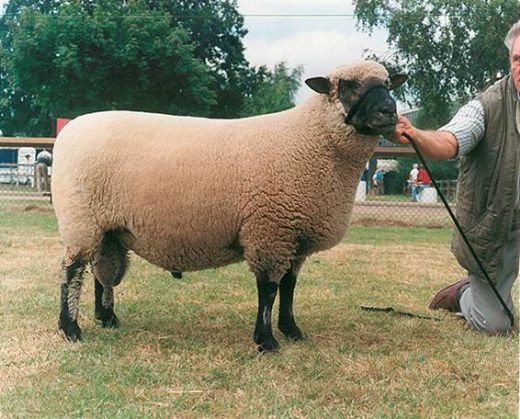 Koyun Cinsleri Rambouillet Koyunu