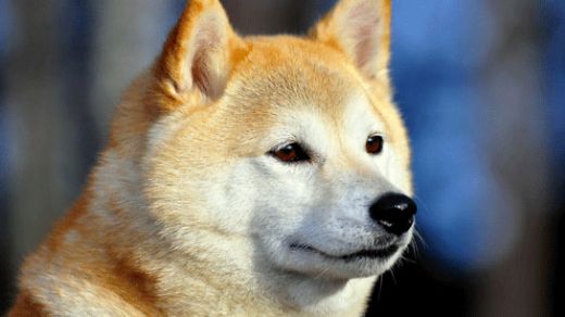 Kurt Cinsleri Türleri ve Özellikleri