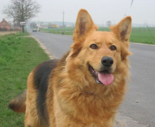 Kurt Köpeği Cinsleri Türleri ve Özellikleri