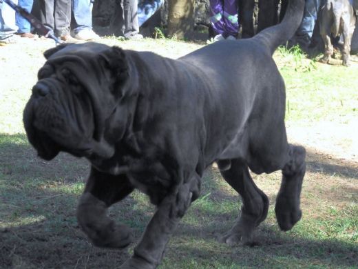 Mastiff Cinsi Köpek Türleri ve Özellikleri