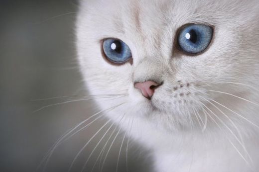 Mavi Gözlü Kedi Cinsleri Türleri ve Özellikleri