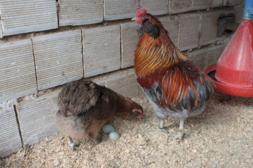 Mavi Yumurtlayan Tavuk Cinsi