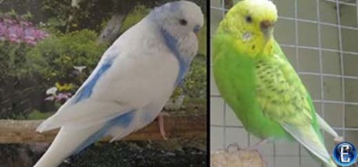 Muhabbet Kuşu Cinsleri Türleri ve Özellikleri