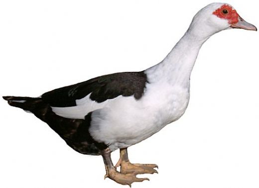 Ördek Cinsleri Türleri ve Özellikleri