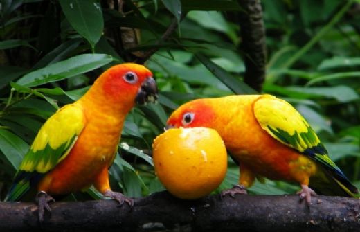 Papağan Cinsleri Türleri ve Özellikleri