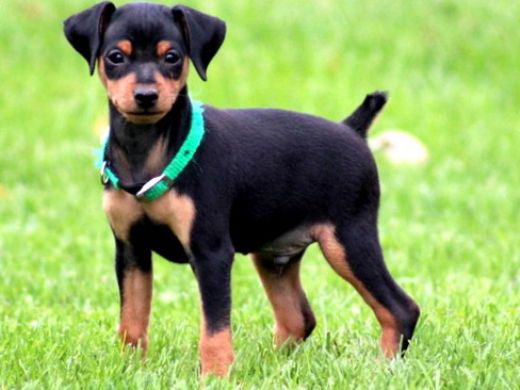 Pinçır Cinsi Köpek Türleri ve Özellikleri