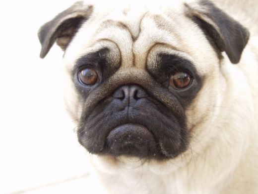 Pug Cinsi Köpek Türleri ve Özellikleri
