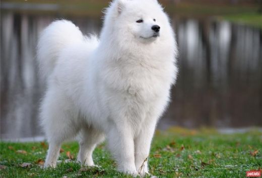 Rus Köpek Cinsleri Türleri ve Özellikleri