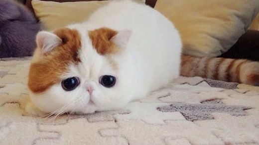 Sarman Kedi Cinsi Türleri ve Özellikleri