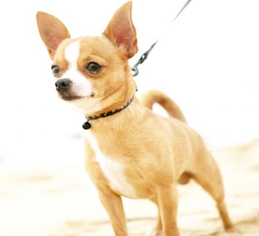 Şivava Cinsi Köpek Türleri ve Özellikleri