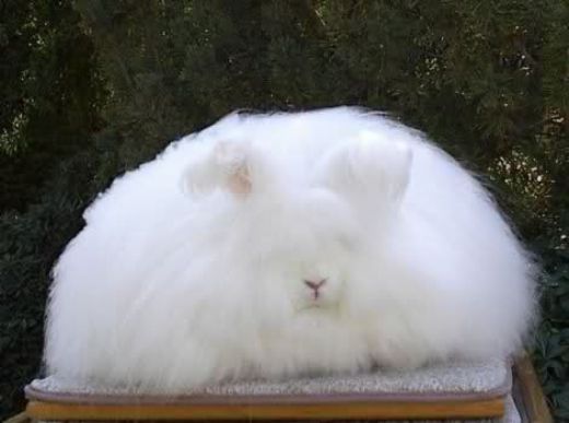 Tavşan Cinsleri Türleri ve Özellikleri