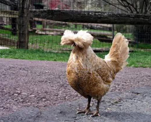 Tavuk Cinsleri Türleri ve Özellikleri