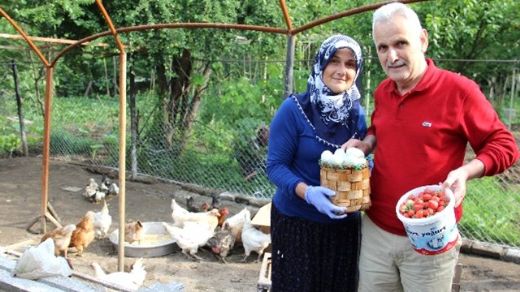 Yeşil Yumurtlayan Tavuk Cinsi Türleri ve Özellikleri