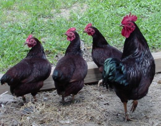 Yumurta Tavuğu Cinsleri Türleri ve Özellikleri